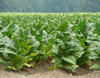 «ВІТАГРО» майже вдвічі збільшив посіви тютюну